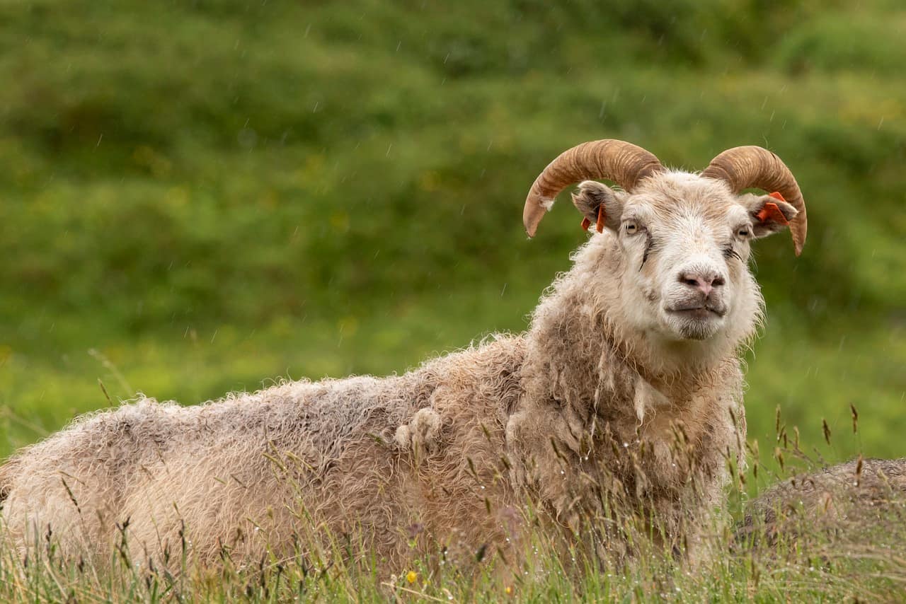 Sheep gathering season in the Icelandic countryside in September