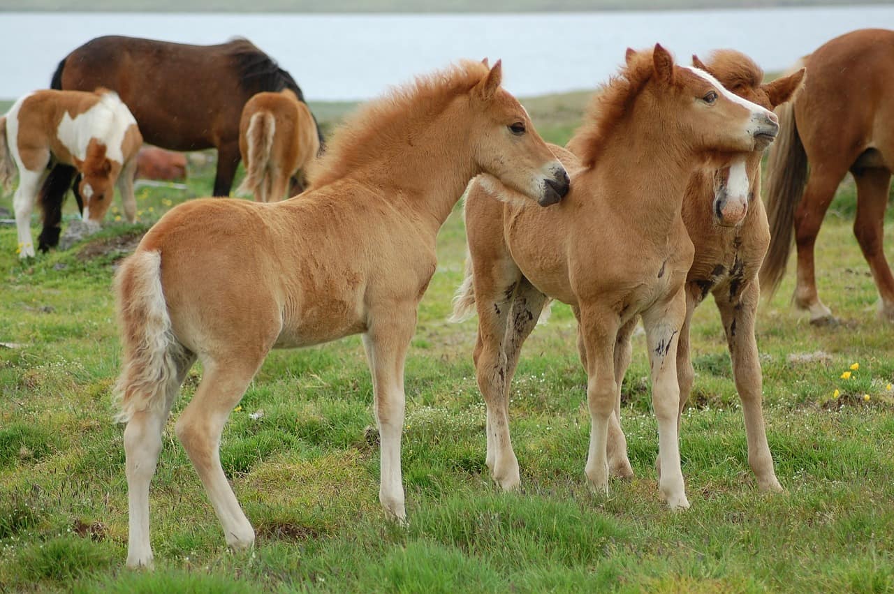 Spring arriving in the Icelandic countryside