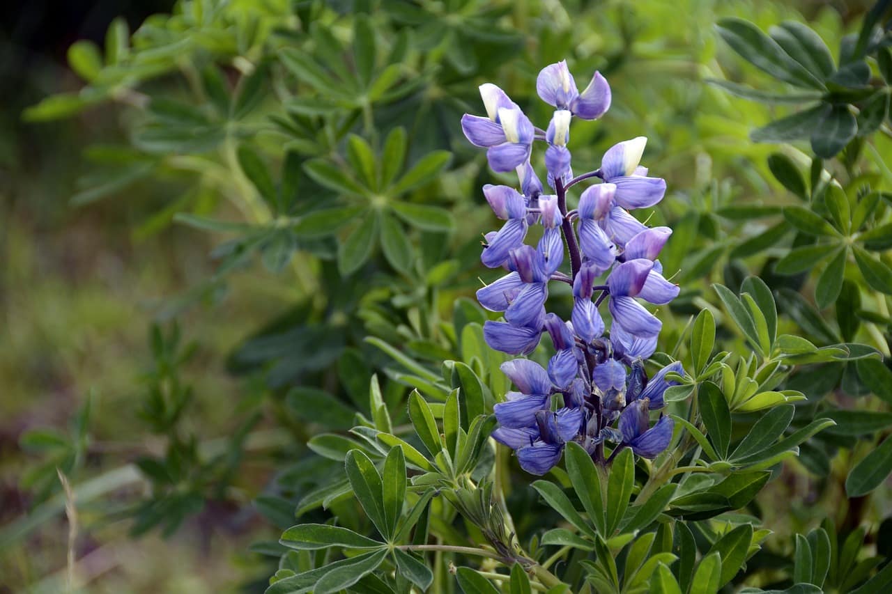 Endless summer light over lupine fields in Iceland