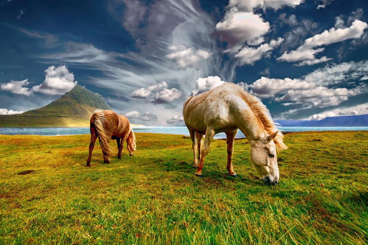 Icelandic horses in a field with mountains behind