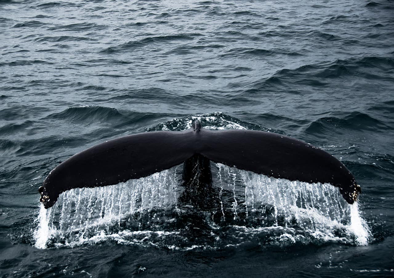 Humpback whale surfacing in front of a whale watching boat in Iceland