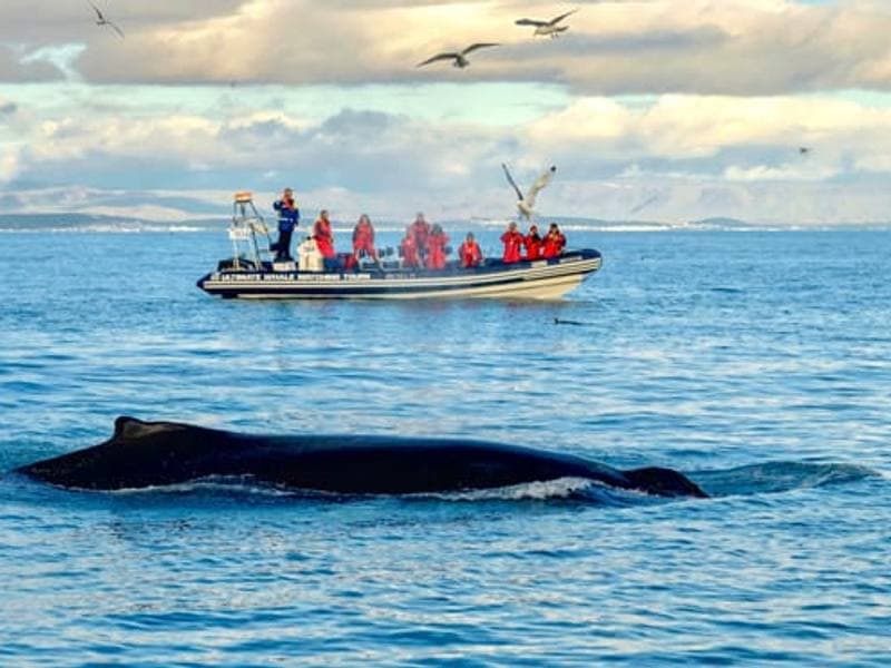 Reykjavík Premium Whale Watching