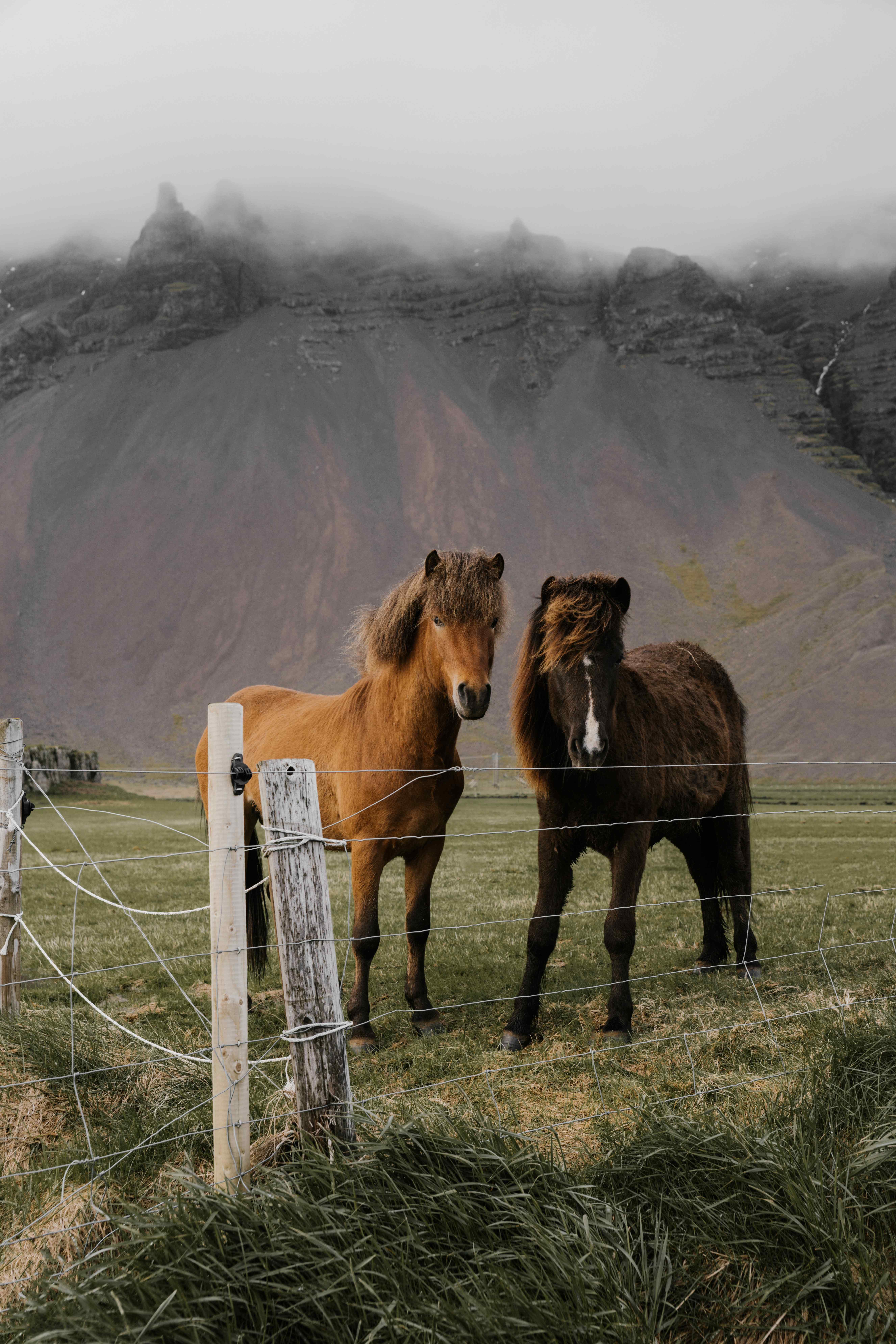 Icelandic horses